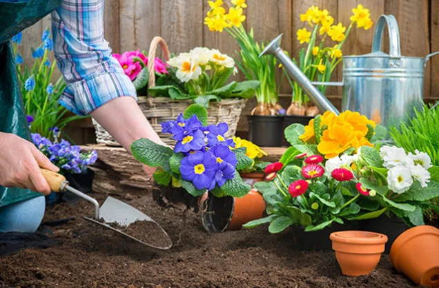 Lawn Maintenance